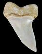 Mako Shark Tooth Fossil - Sharktooth Hill, CA #61791-1